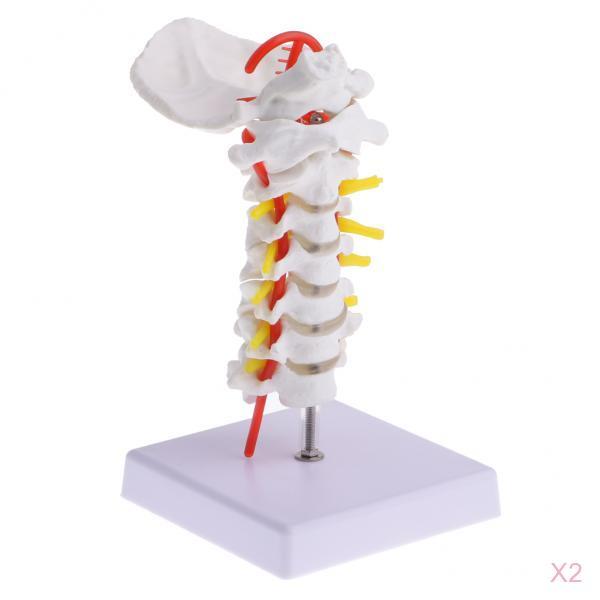 2 Sets 1:1 Human Cervical Vertebra Carotid Artery Flexible Model