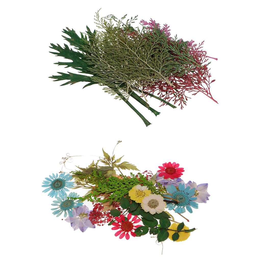 54pcs Natural Pressed Dried Flowers and Leaves Art Craft Supplies Decors
