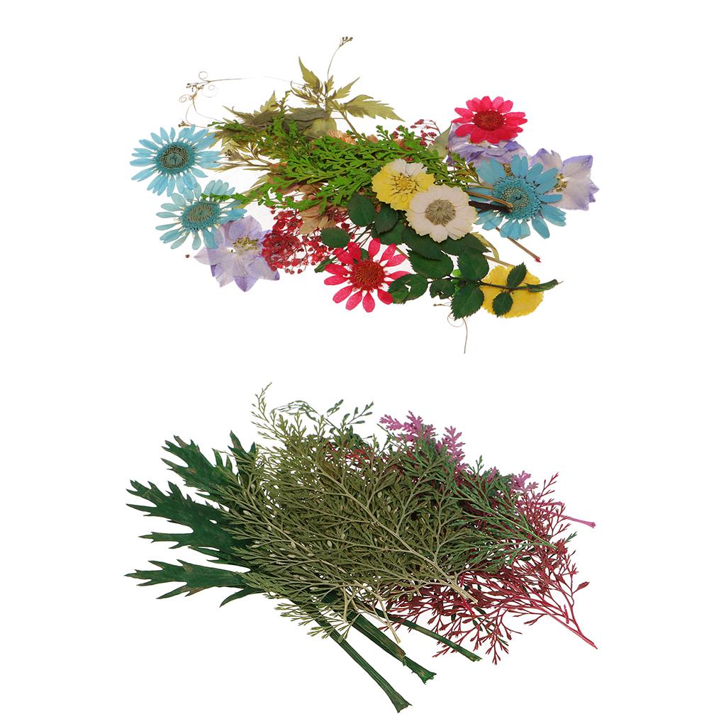 54pcs Natural Pressed Dried Flowers and Leaves Art Craft Supplies Decors