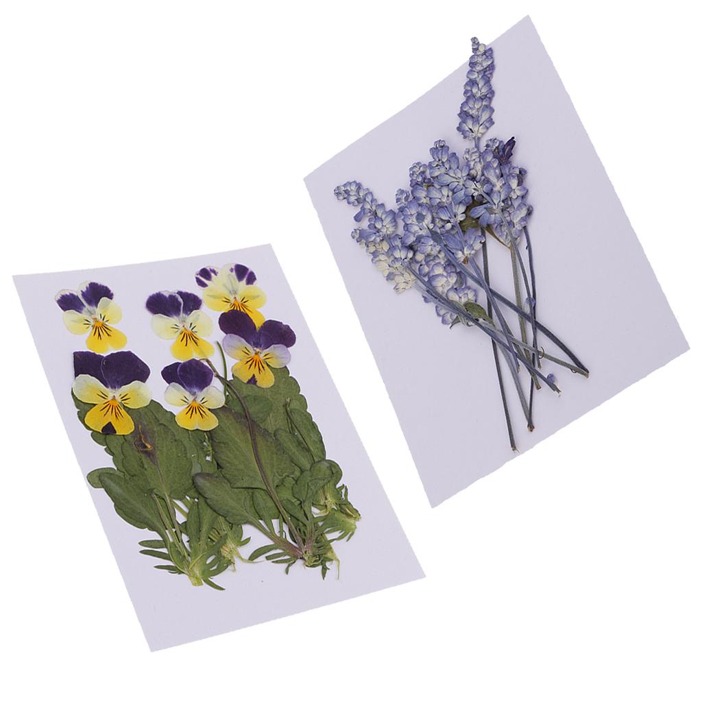 16 Pieces Assorted Natural Pressed Dried Flowers DIY Scrapbooking Art Crafts