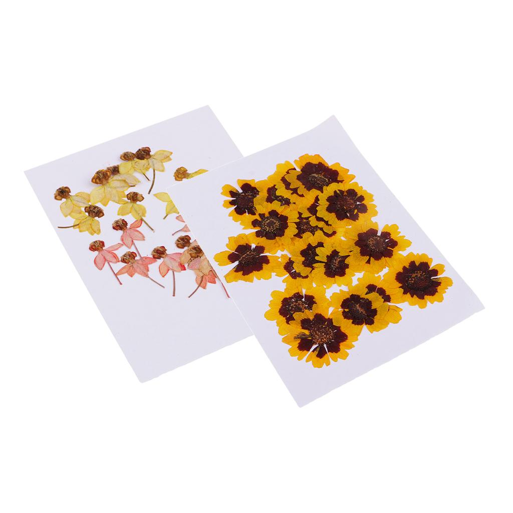 40 Pieces Real Pressed Dried Flowers DIY Art Crafts Scrapbooking Card Making