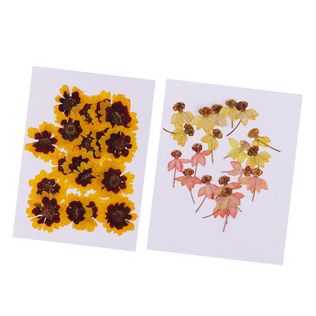 40 Pieces Real Pressed Dried Flowers DIY Art Crafts Scrapbooking Card Making