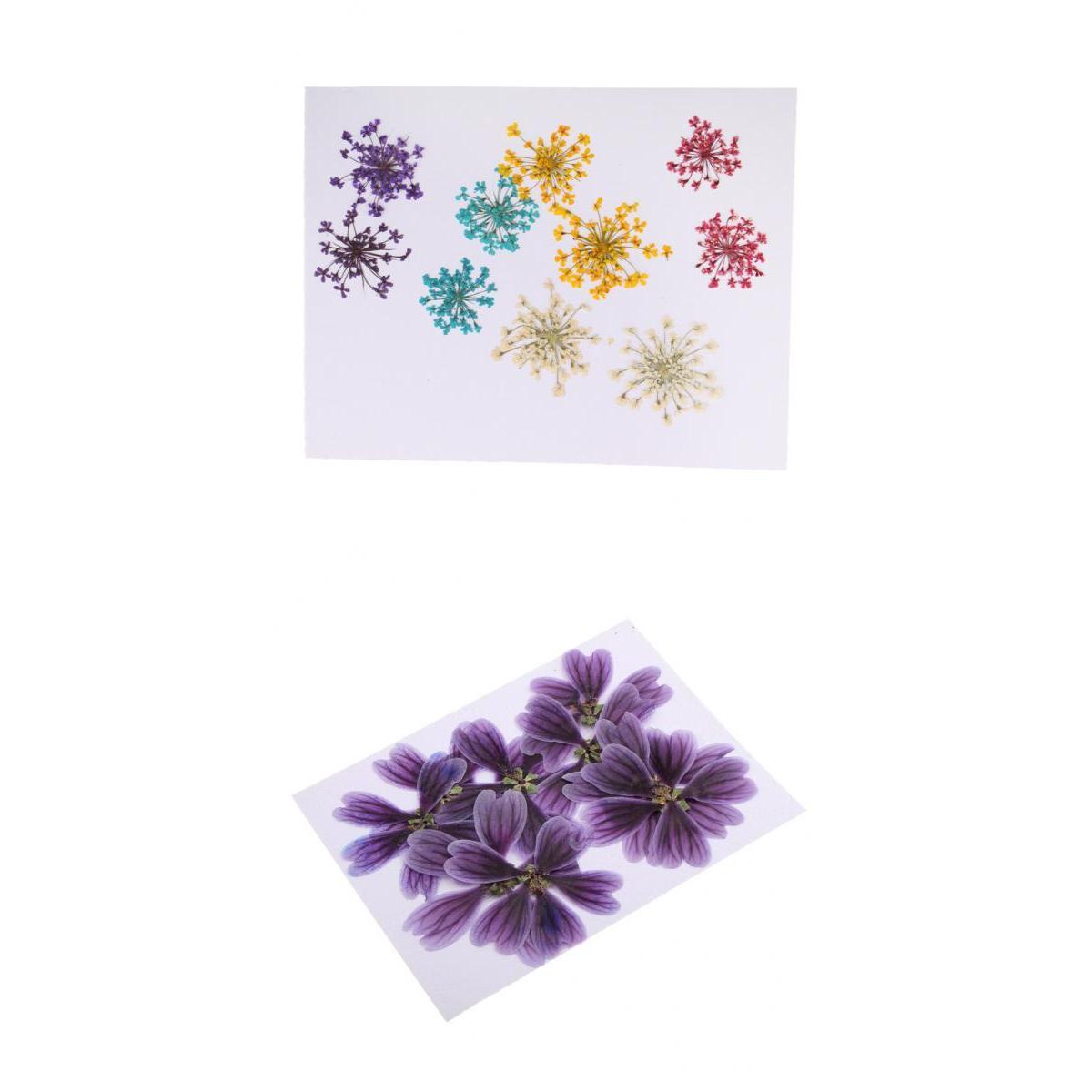 20x Pressed Dried Flowers of Althaea Rosea & Ammi Majus DIY Art Craft Decor