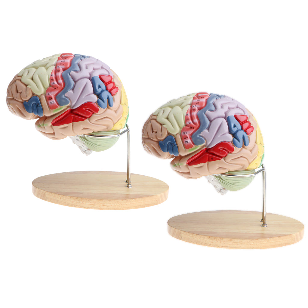 2 PCS Magnification 2X Removable Human Brain Brainstem Model Median Section