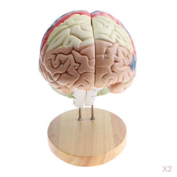 2 PCS Magnification 2X Removable Human Brain Brainstem Model Median Section