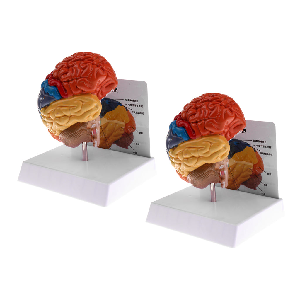 2 PCS 1:1 Section of Human Brain Brainstem Model School Teaching Aid