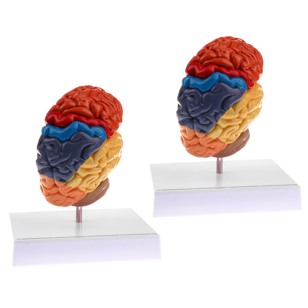 2 PCS 1:1 Section of Human Brain Brainstem Model School Teaching Aid
