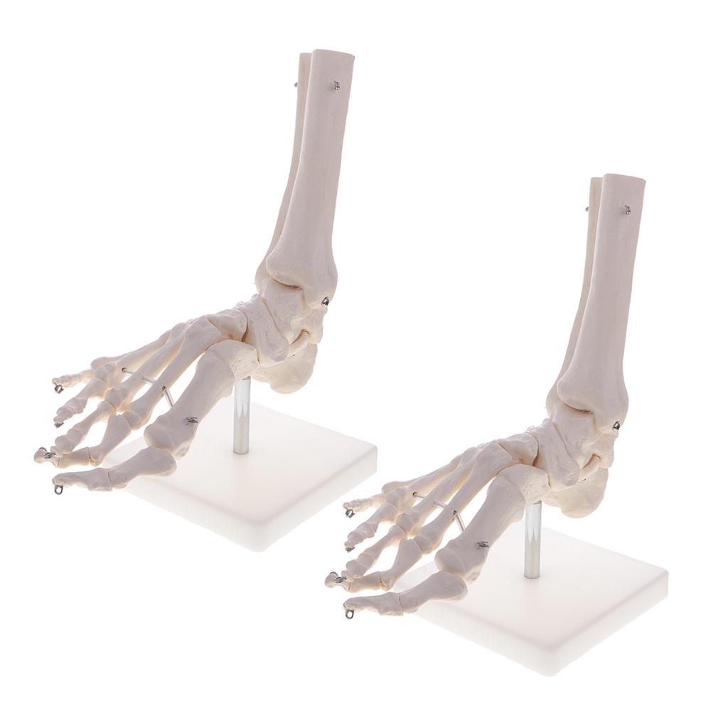 2 PCS 1:1 New Life Size Human Skeleton Foot and Ankle Joint Model with Base