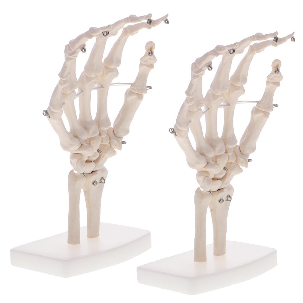 2pcs Life Size Human Hand Joint Skeleton Model on Base for Educational Tool