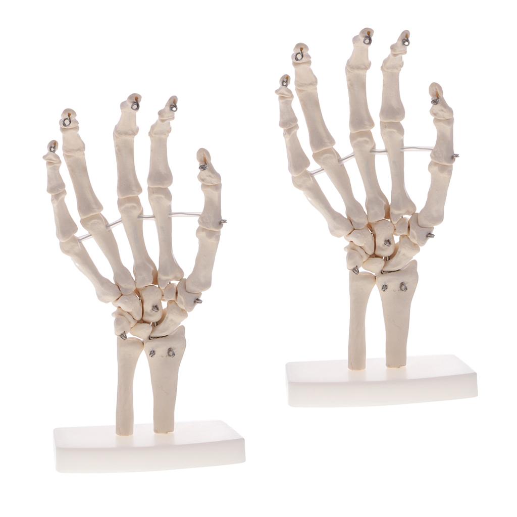 2pcs Life Size Human Hand Joint Skeleton Model on Base for Educational Tool