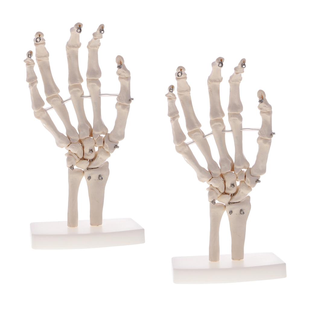 2pcs Life Size Human Hand Joint Skeleton Model on Base for Educational Tool