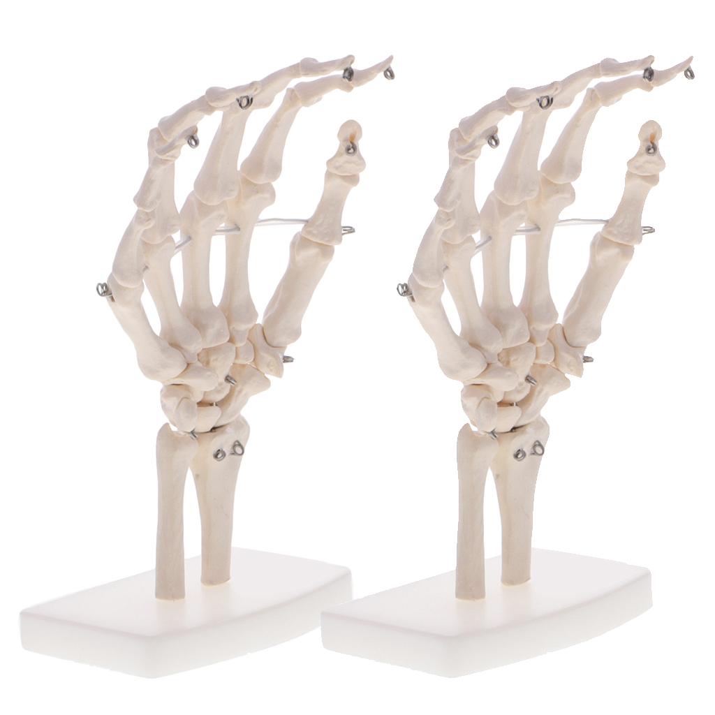2pcs Life Size Human Hand Joint Skeleton Model on Base for Educational Tool