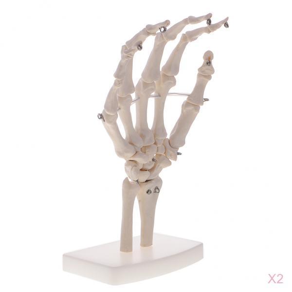 2pcs Life Size Human Hand Joint Skeleton Model on Base for Educational Tool