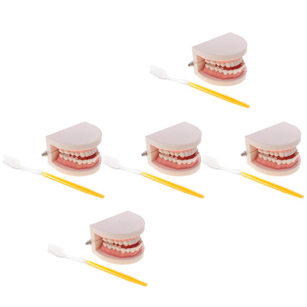 5 Sets 1:1 Human Mouth Dental Teeth Model with Toothbrush Teaching Tools