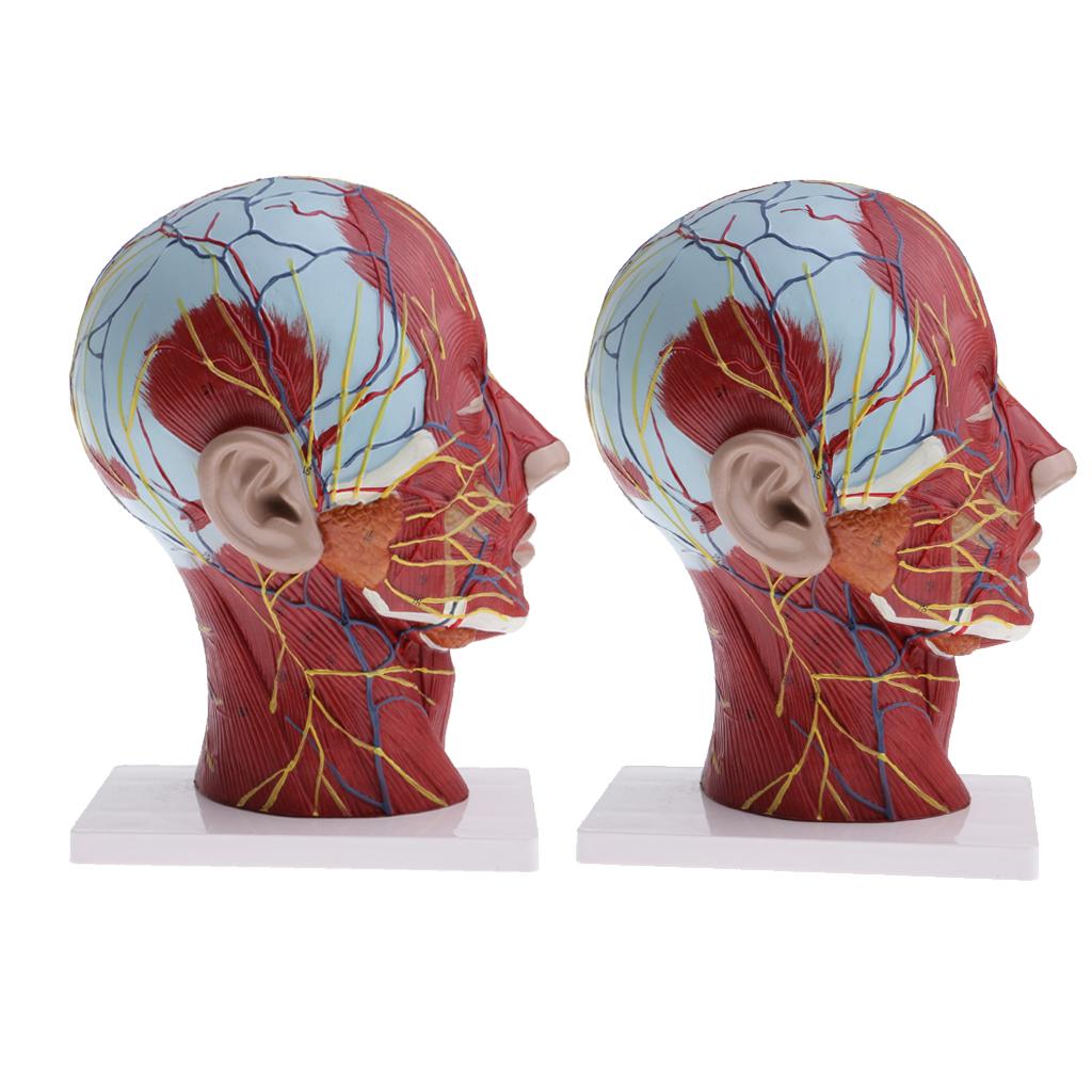 2PCS Median Section of 1:1 Human Head & Neck Superficial Muscle Nerve Model