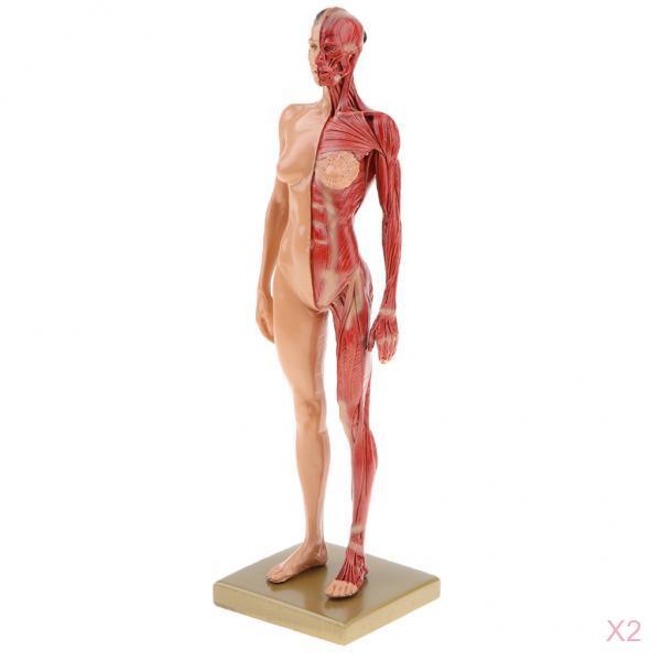 2x Female Anatomy Figure Model Anatomical Reference for Artists Skin Color
