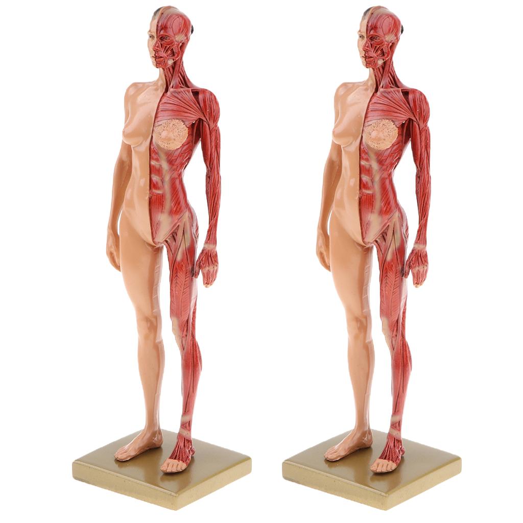 2x Female Anatomy Figure Model Anatomical Reference for Artists Skin Color