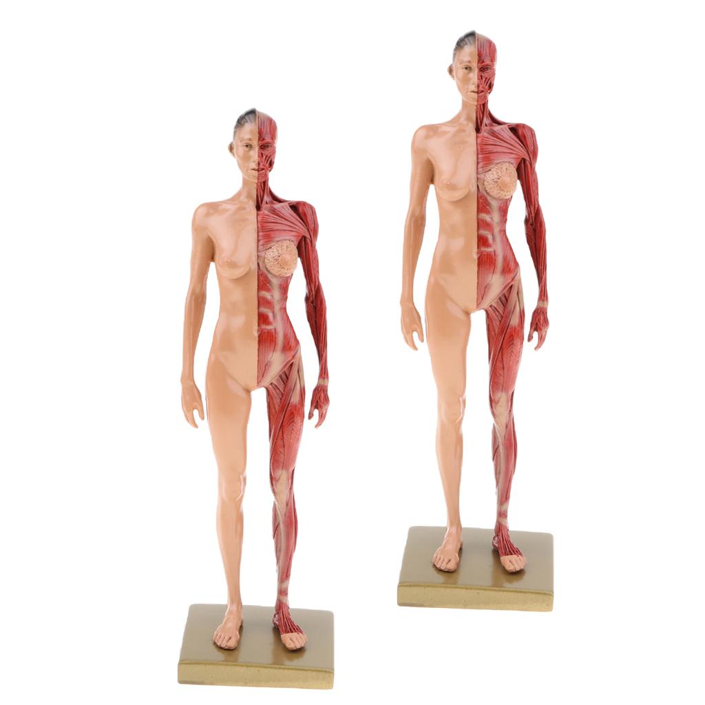 2x Female Anatomy Figure Model Anatomical Reference for Artists Skin Color