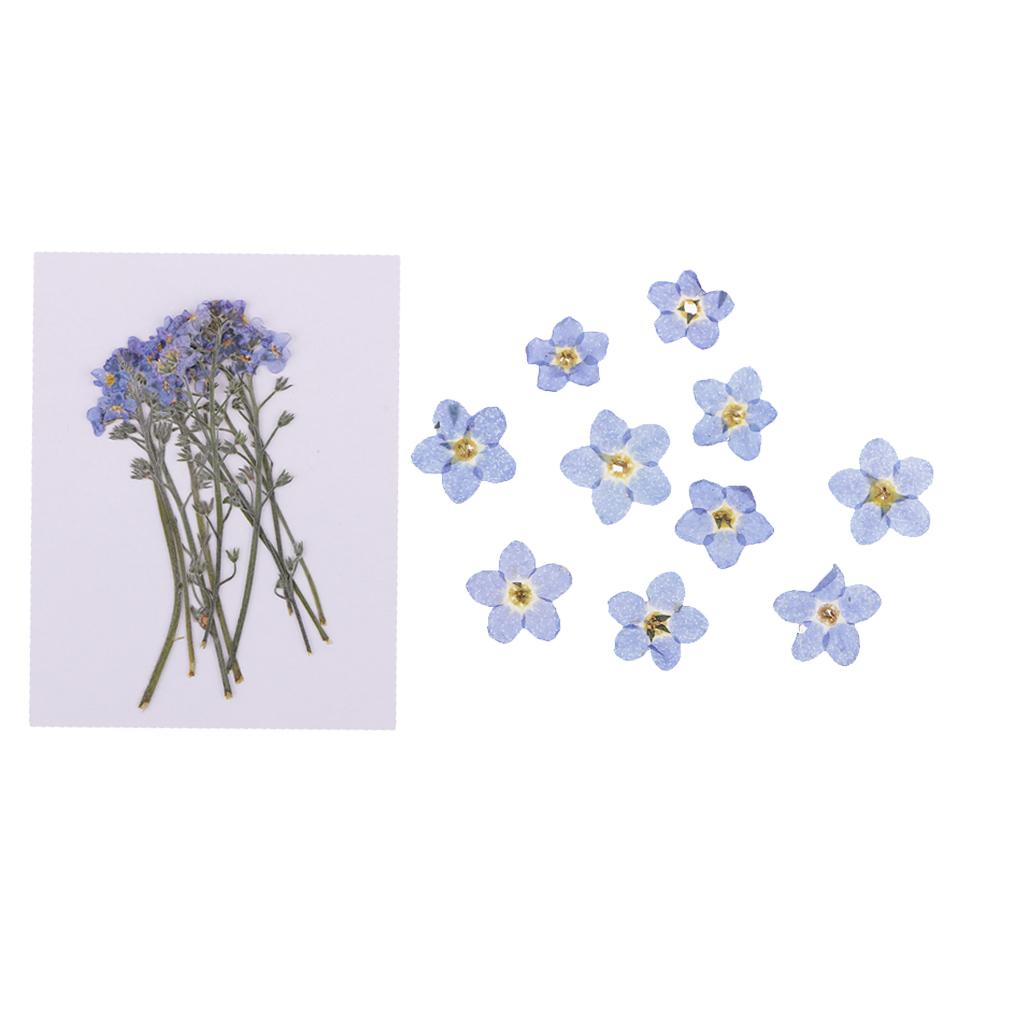 20 Pieces Real Natural Pressed Dried Flowers Leaves DIY Scrapbook Art Crafts