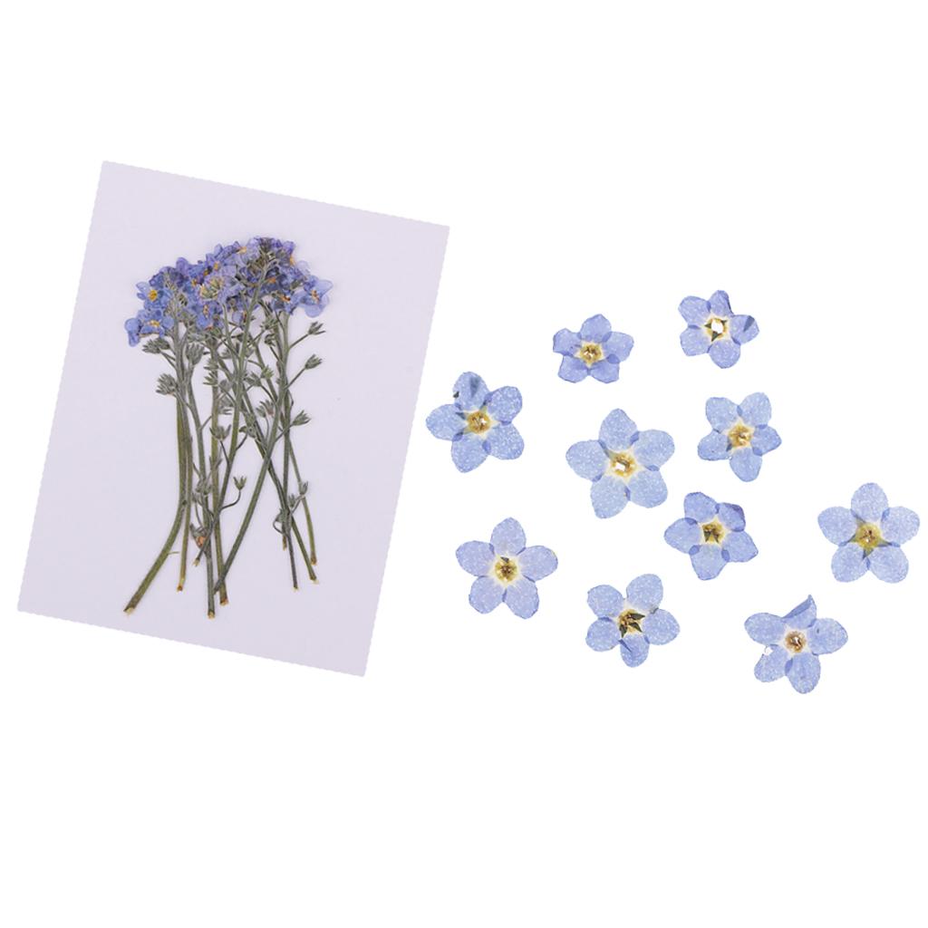 20 Pieces Real Natural Pressed Dried Flowers Leaves DIY Scrapbook Art Crafts