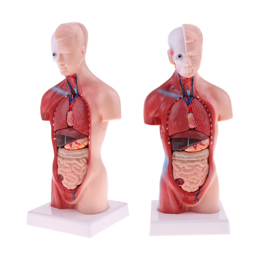 2 Sets 28cm Human Torso Male Viscera Heart Brain Skeleton Anatomy Model
