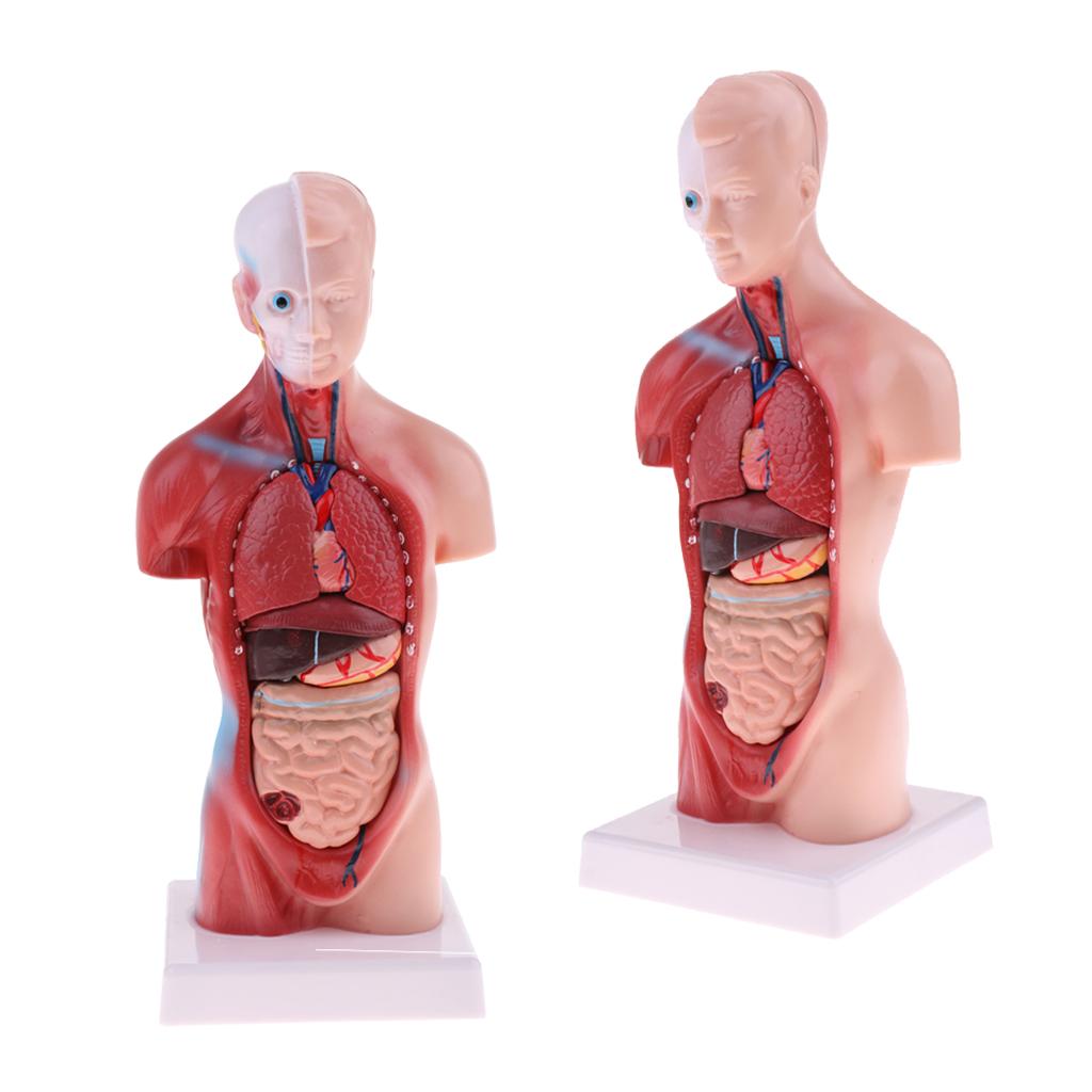2 Sets 28cm Human Torso Male Viscera Heart Brain Skeleton Anatomy Model