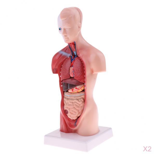 2 Sets 28cm Human Torso Male Viscera Heart Brain Skeleton Anatomy Model