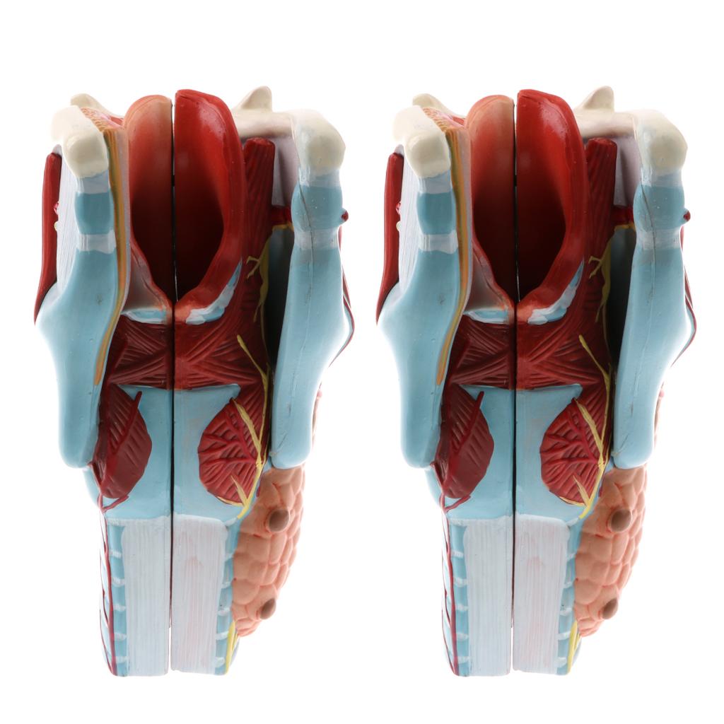 2Sets Magnify 2x Human 5 Parts Pharynx and Larynx Model Study Kits