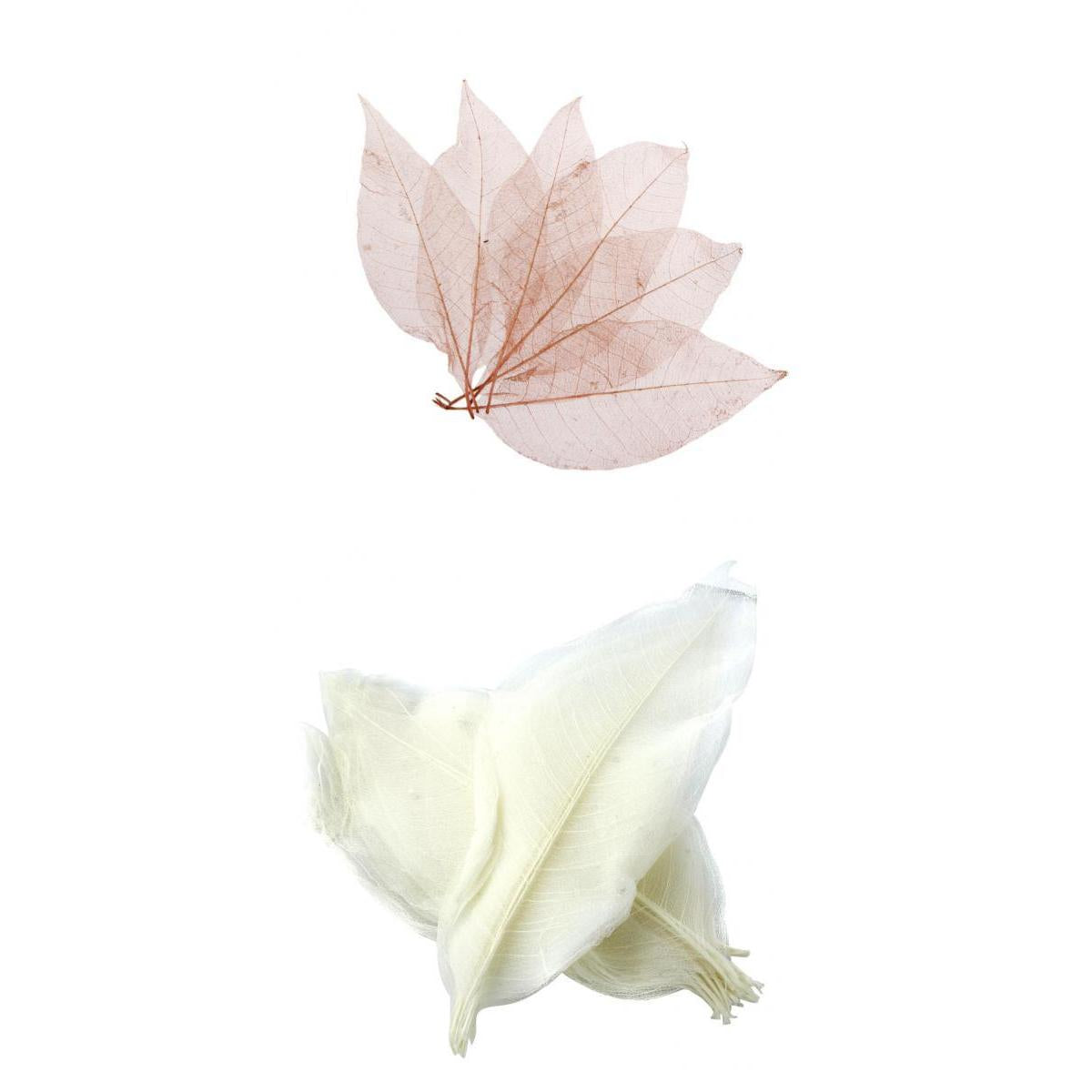 100Pcs Natural Magnolia Skeleton Leaf Leaves Card Scrapbook white and coffee