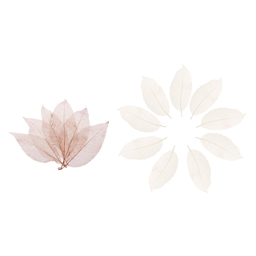 100Pcs Natural Magnolia Skeleton Leaf Leaves Card Scrapbook white and coffee