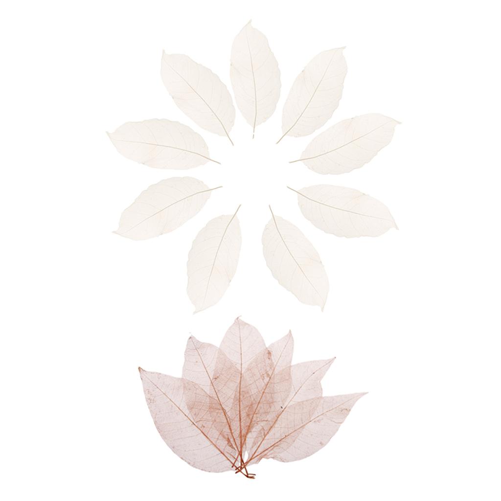 100Pcs Natural Magnolia Skeleton Leaf Leaves Card Scrapbook white and coffee