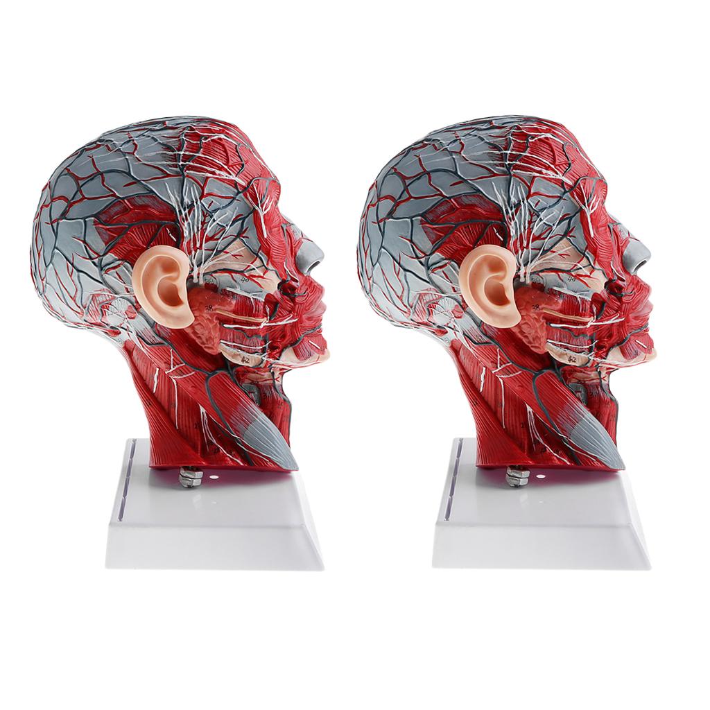 2X Sagittal Plane 1:1 Human Head Skeleton Neck Vessel Nerve Anatomical Model