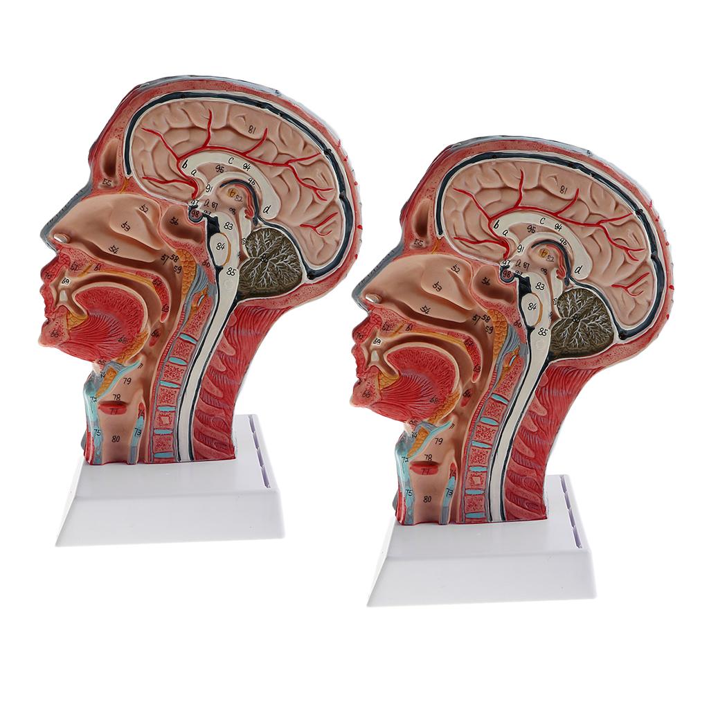 2X Sagittal Plane 1:1 Human Head Skeleton Neck Vessel Nerve Anatomical Model