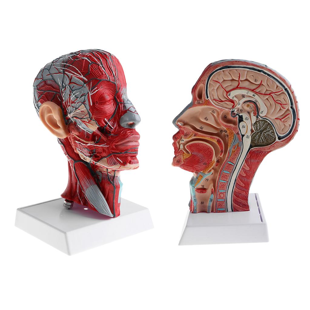2X Sagittal Plane 1:1 Human Head Skeleton Neck Vessel Nerve Anatomical Model