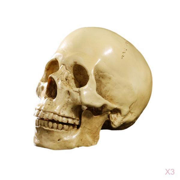 3Pcs 1:1 Human Skull Resin Model Anatomical Teaching Skeleton