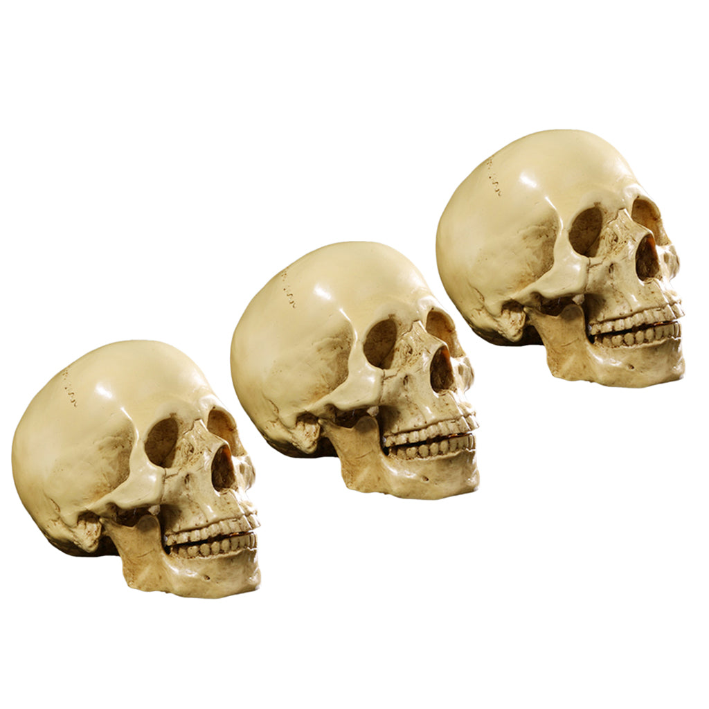 3Pcs 1:1 Human Skull Resin Model Anatomical Teaching Skeleton