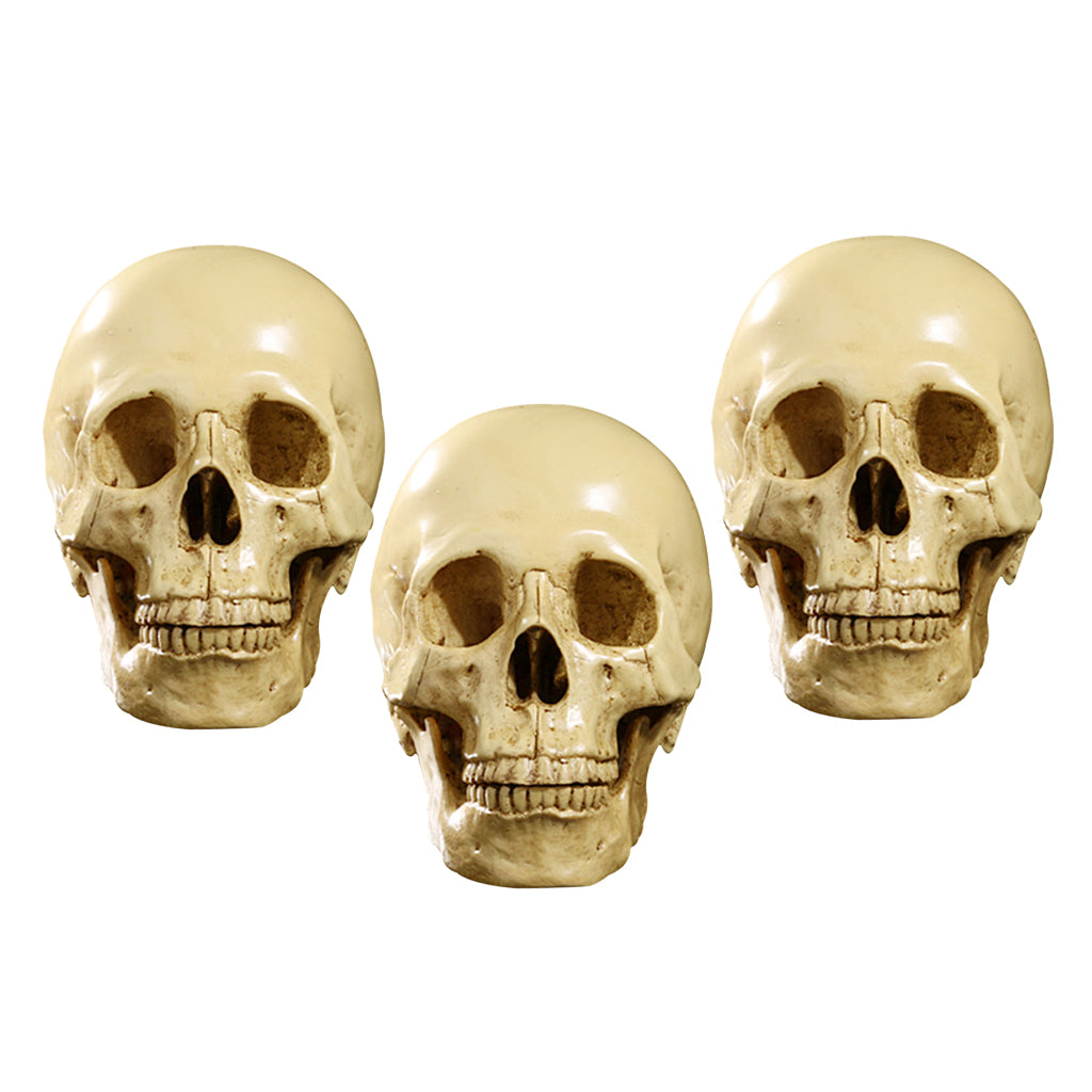 3Pcs 1:1 Human Skull Resin Model Anatomical Teaching Skeleton