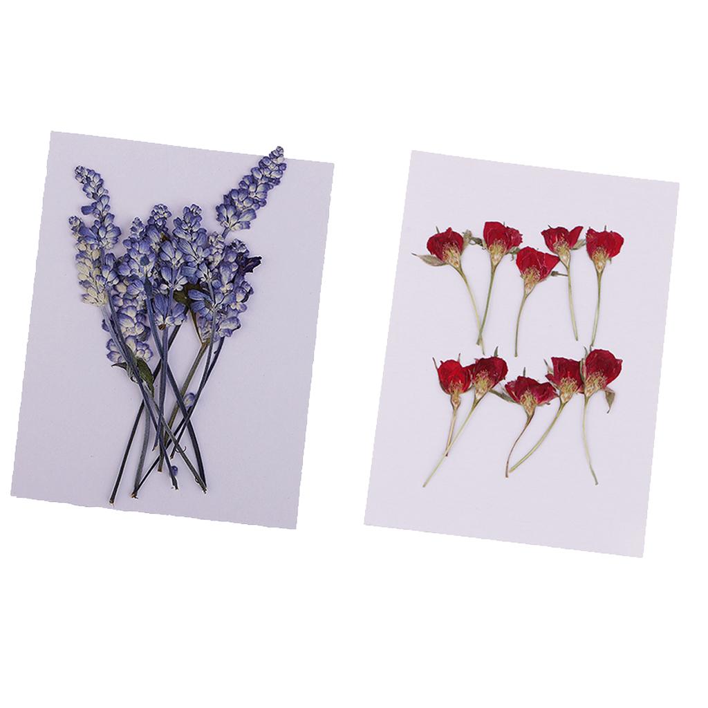 20 Pieces Natural Real Dried Flower Rose Flower for Card Making Scrapbooking