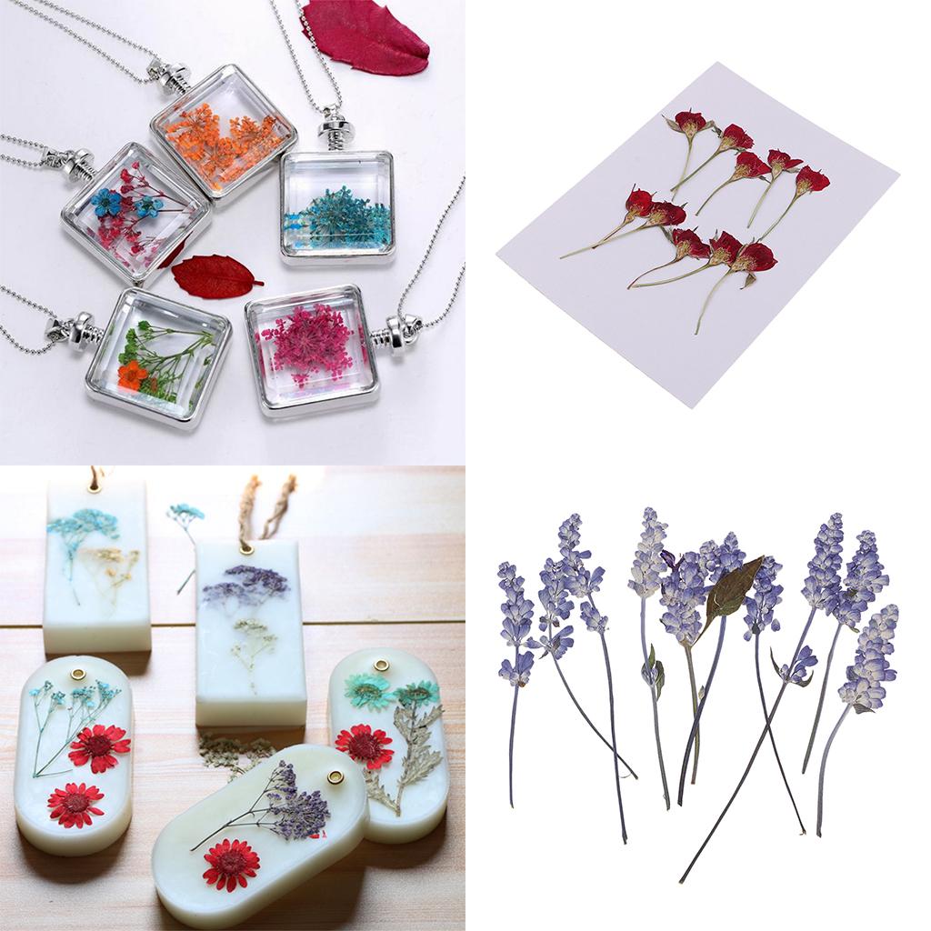 20 Pieces Natural Real Dried Flower Rose Flower for Card Making Scrapbooking