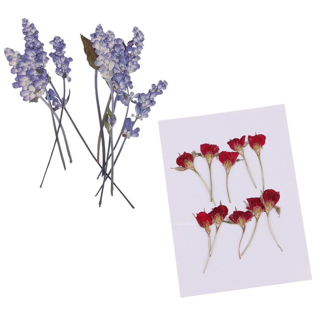 20 Pieces Natural Real Dried Flower Rose Flower for Card Making Scrapbooking