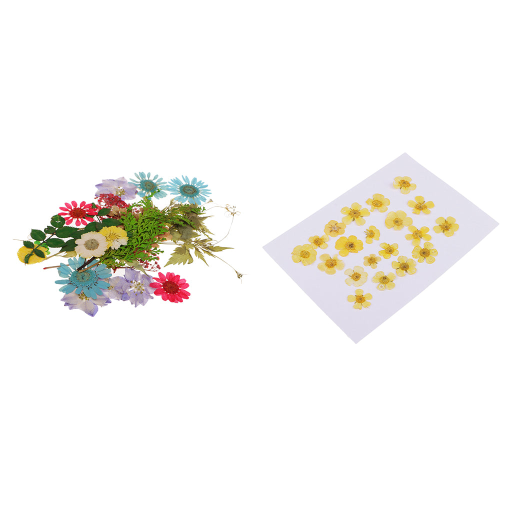 50pcs Mixed Natural Pressed Dried Flowers Leaves Art Craft