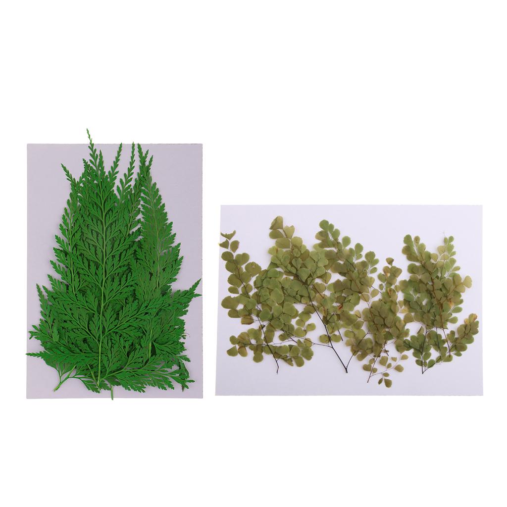 22 Pieces Pressed Leaves Natural Dried Flowers for Scrapbooking Card making