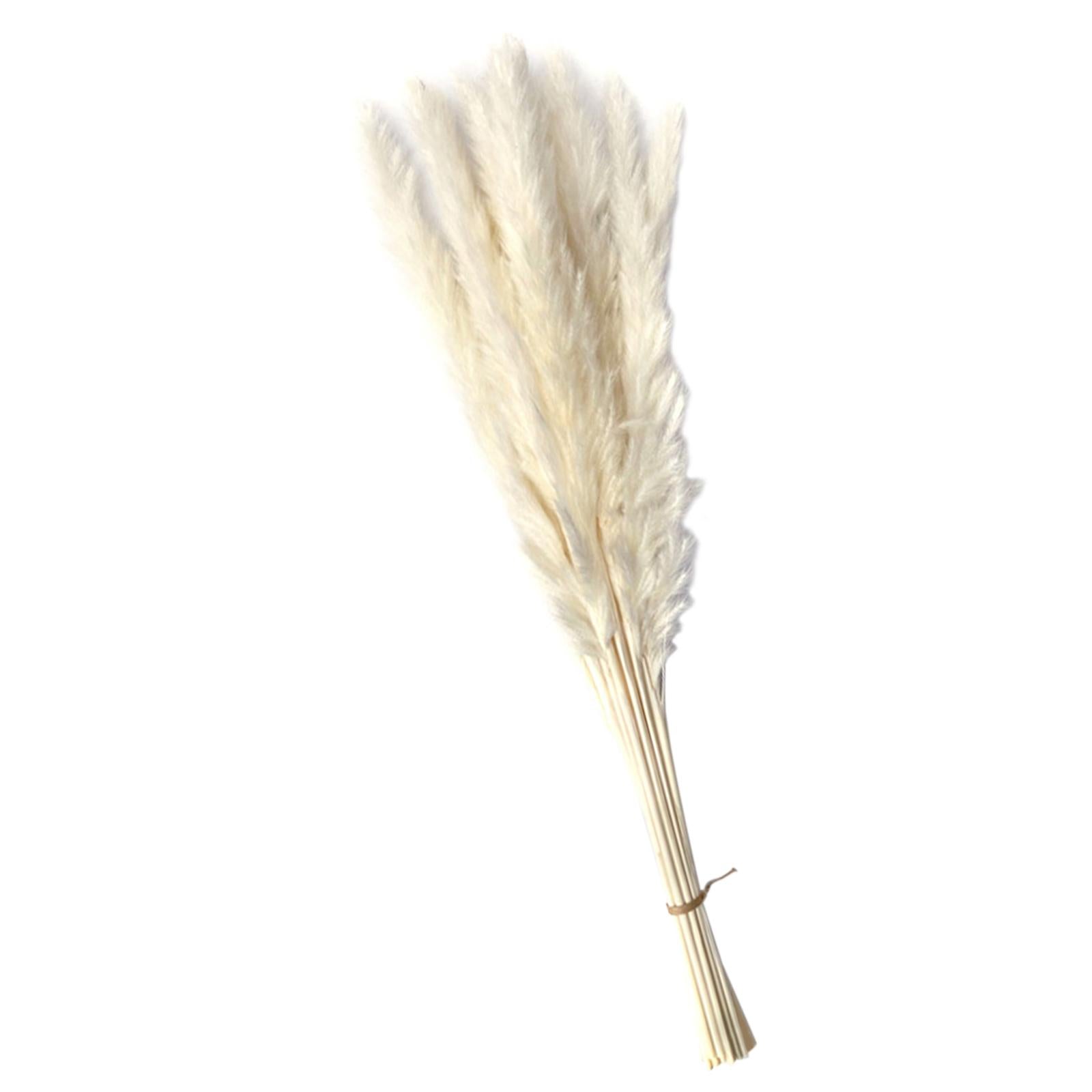Dried Pampas Grass Bunch Bouquet Phragmites Reed Flower White 15Pcs