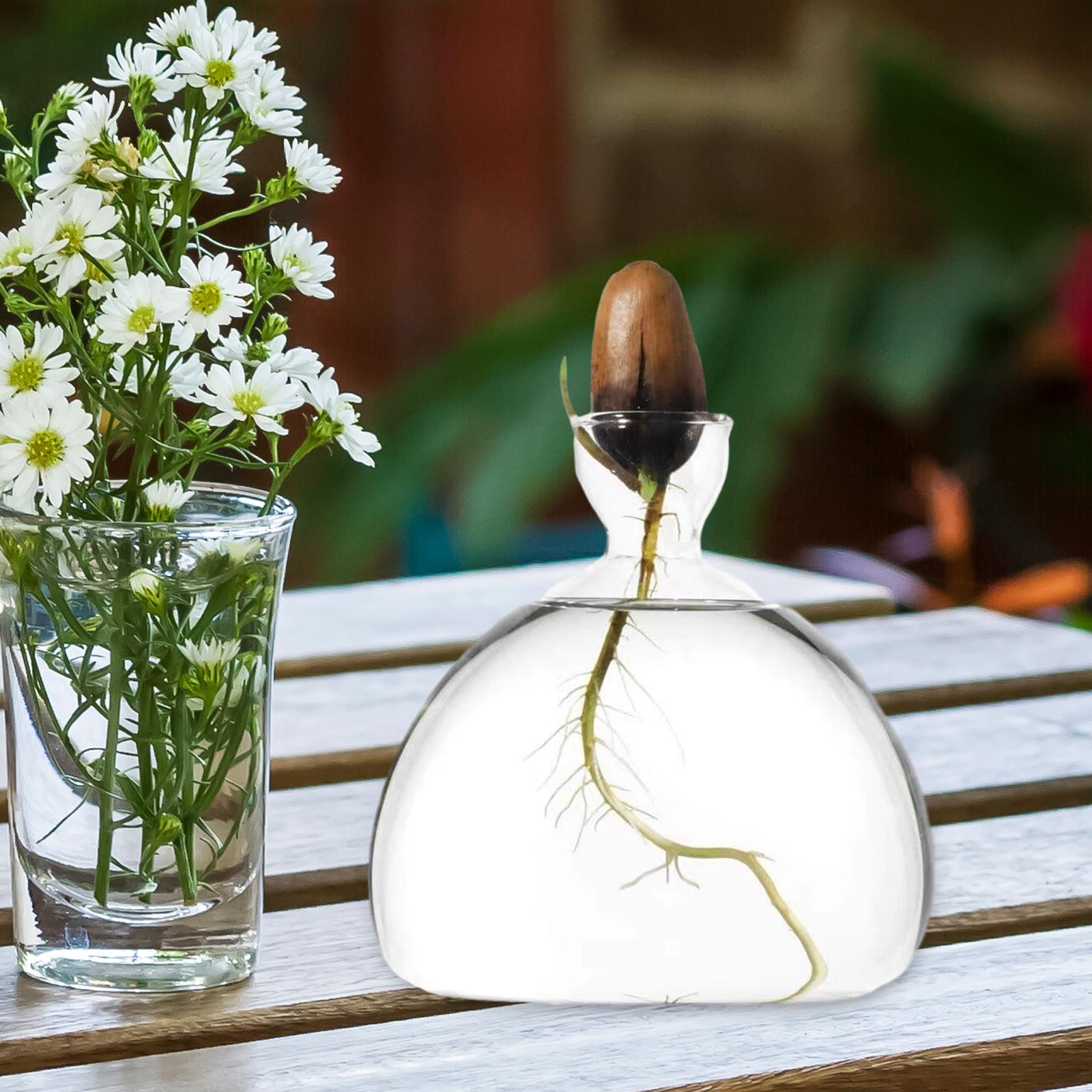 Avocado Seed Starter Vase Avocado Bottle for Growing Kit for Birthday Families