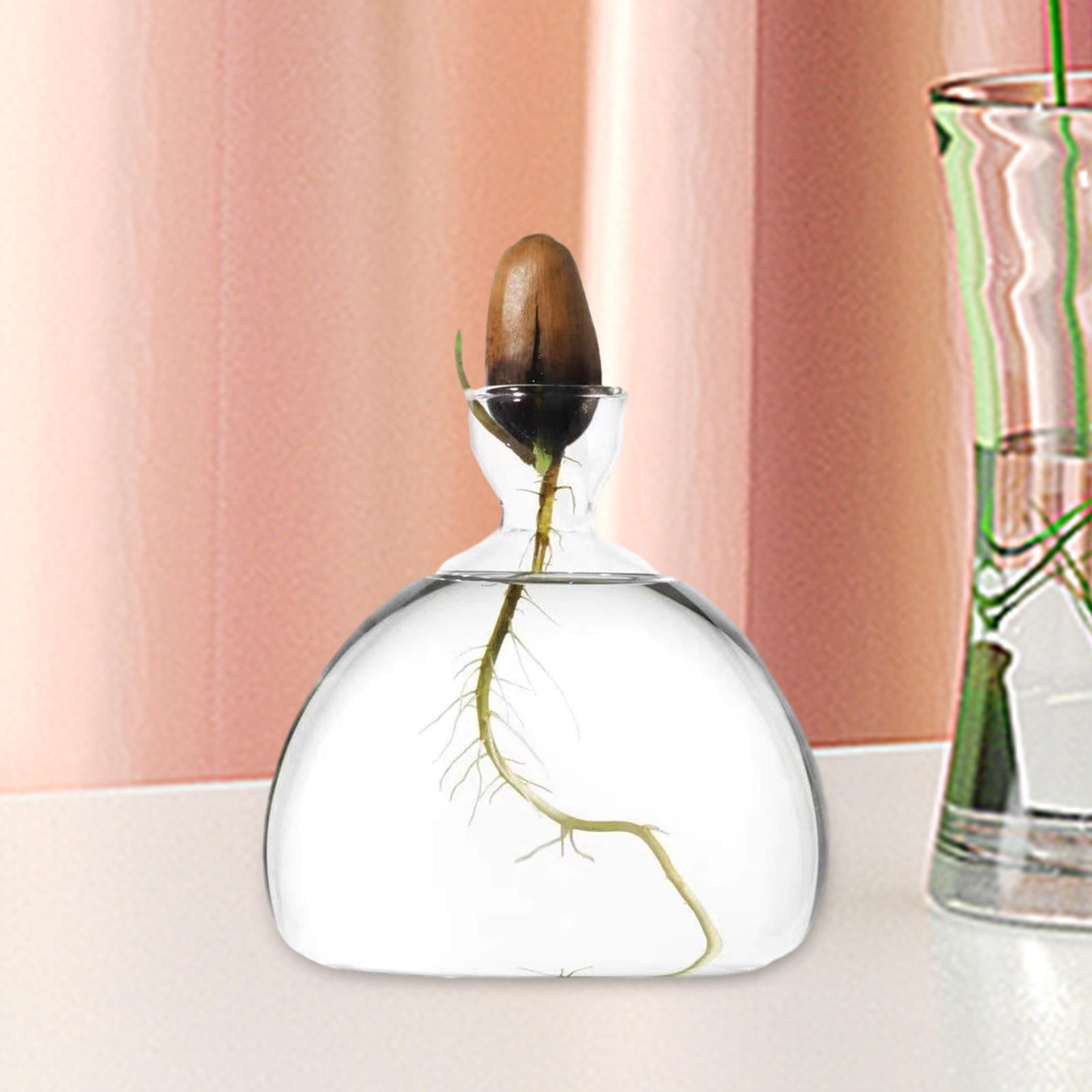 Avocado Seed Starter Vase Avocado Bottle for Growing Kit for Birthday Families