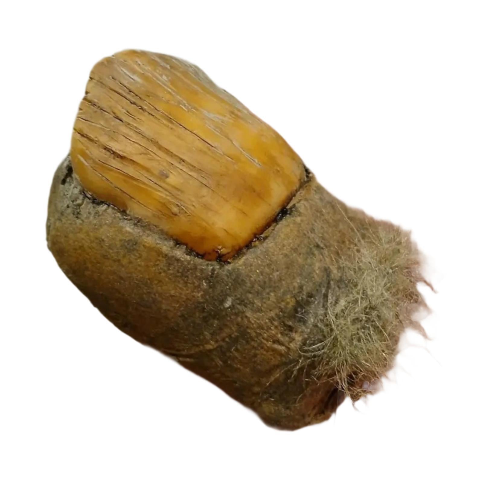 Big Toe Statue Home Decor Creative Funny Ornament for Table Bedroom Entrance
