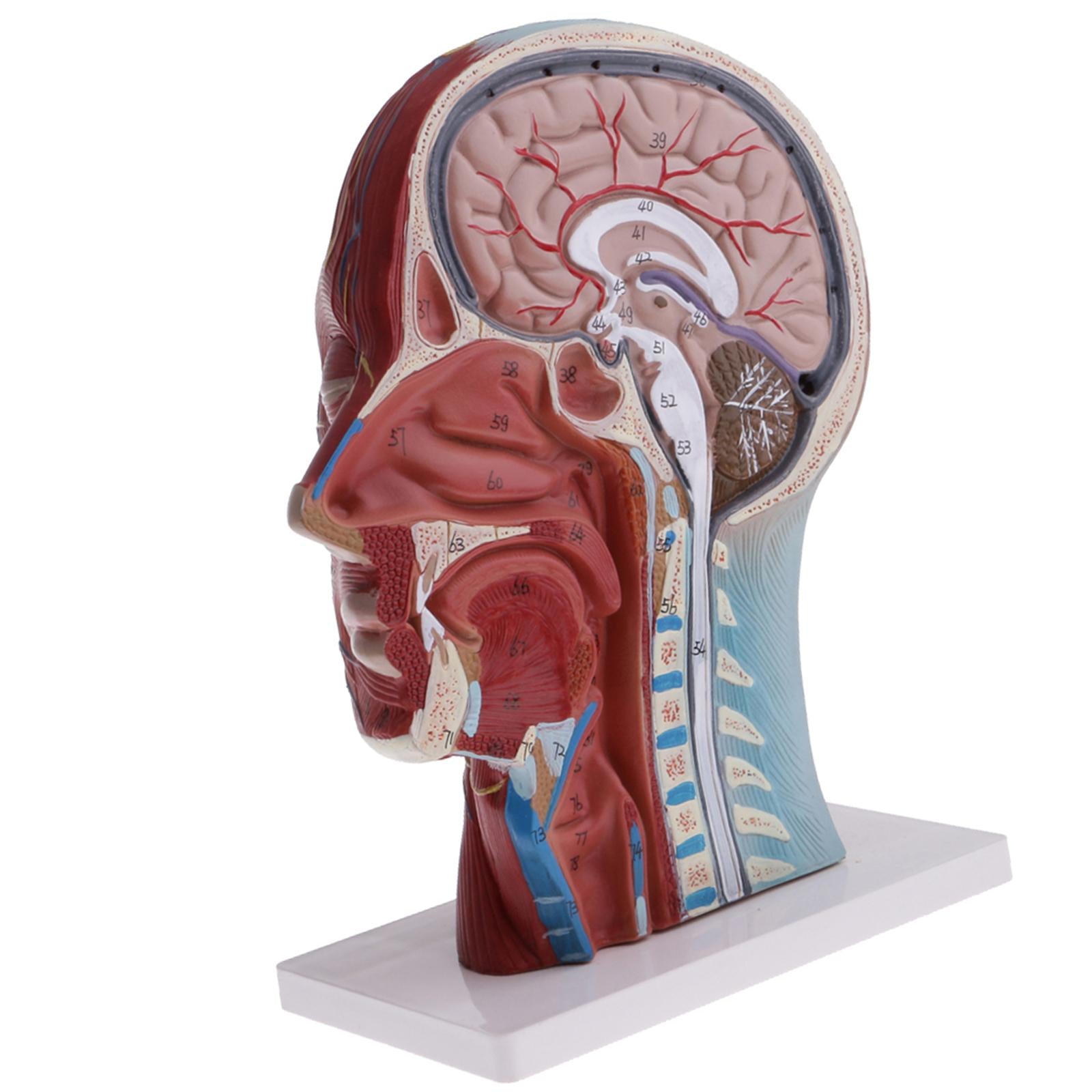 2PCS Median Section of 1:1 Human Head & Neck Superficial Muscle Nerve Model