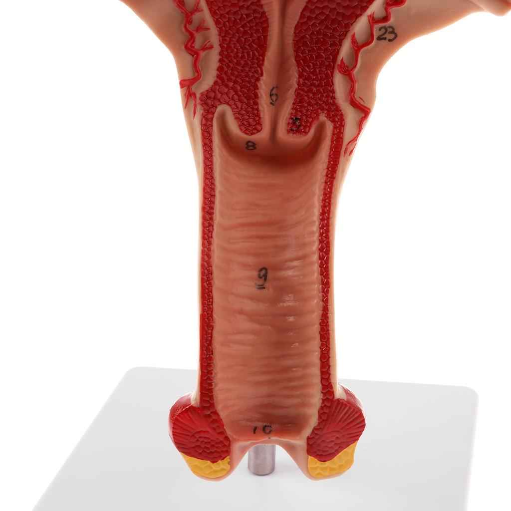 Lifesize Human Female Uterus Ovary Model Educative Lab Teaching Equipment Kits