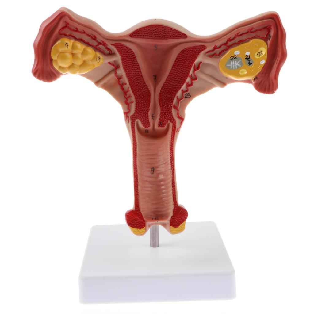 Lifesize Human Female Uterus Ovary Model Educative Lab Teaching Equipment Kits