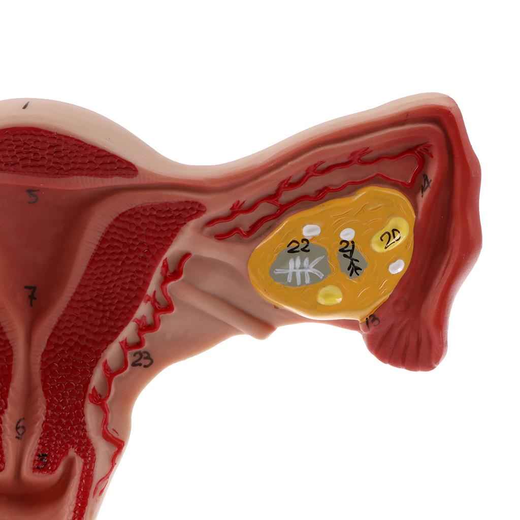 Lifesize Human Female Uterus Ovary Model Educative Lab Teaching Equipment Kits
